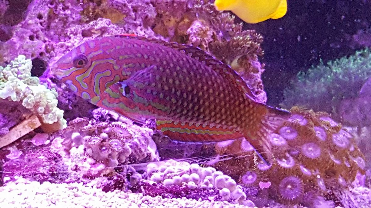 wrasse!.jpg