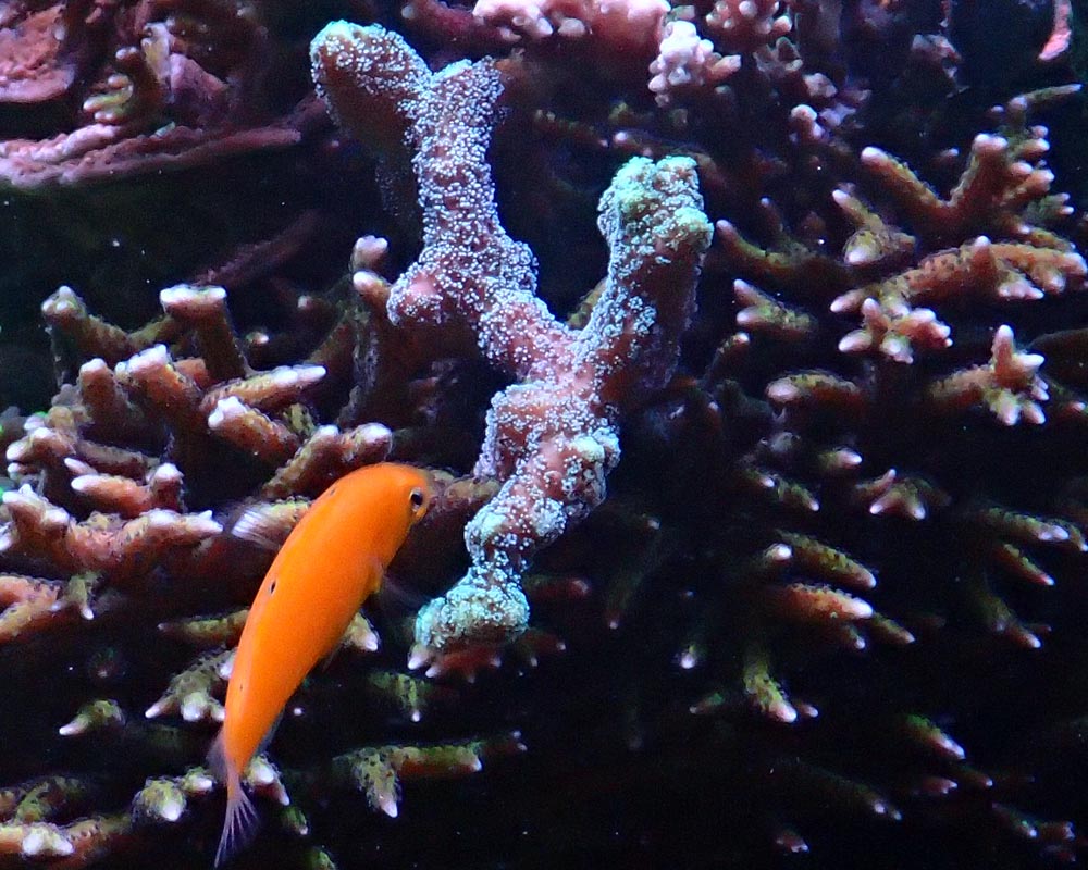 wrasse.jpg
