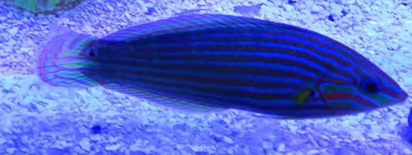 wrasse.jpg