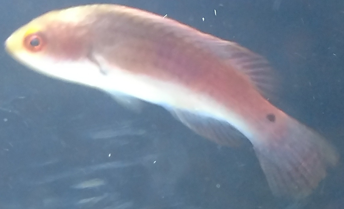 Wrasse.jpg