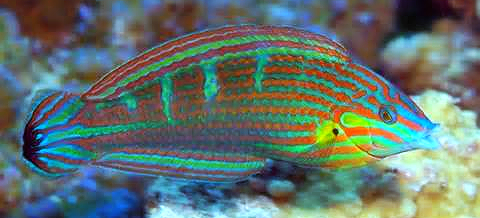 wrasse.png
