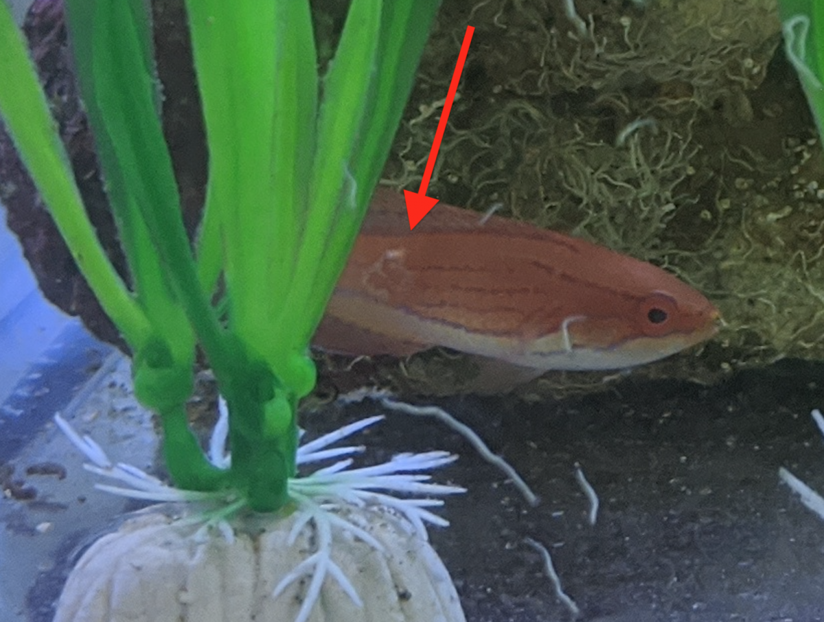 Wrasse.png