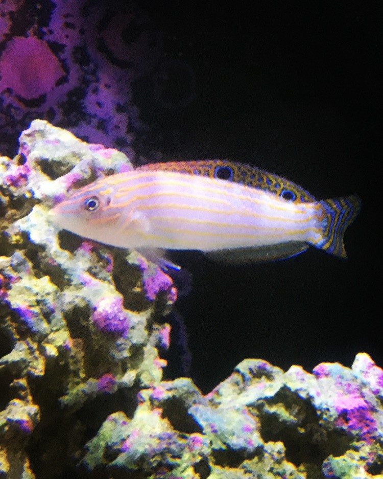 wrasse.png