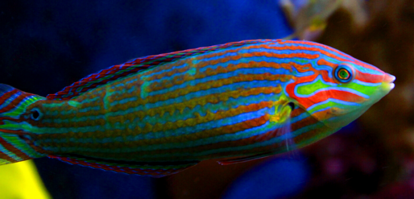 wrasse.png