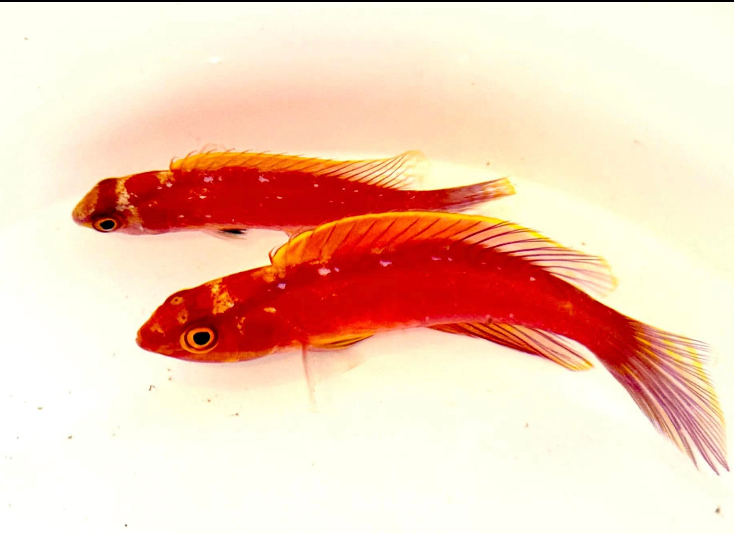 wrasse.png