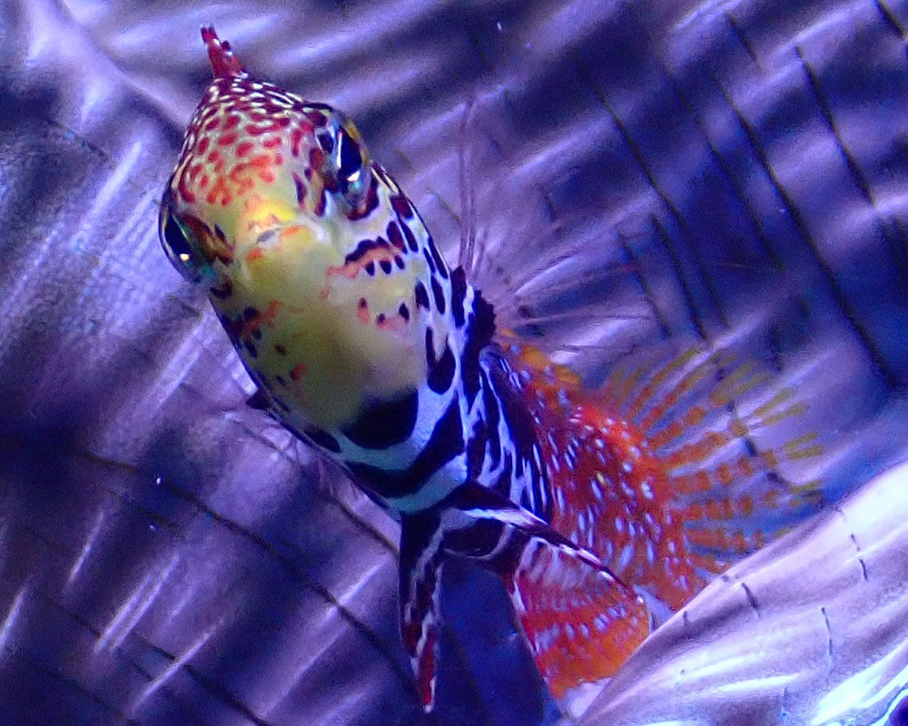 wrasse1.jpg