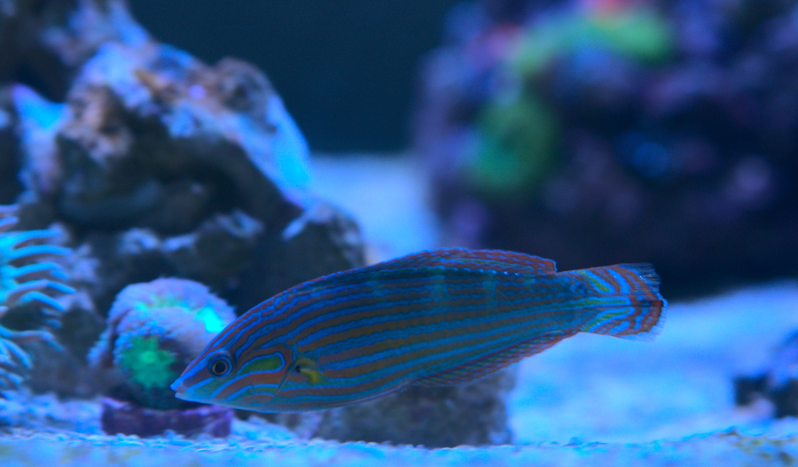 wrasse1.jpg