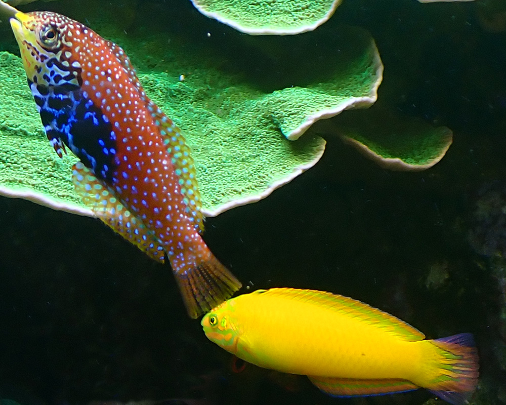 wrasse1.jpg