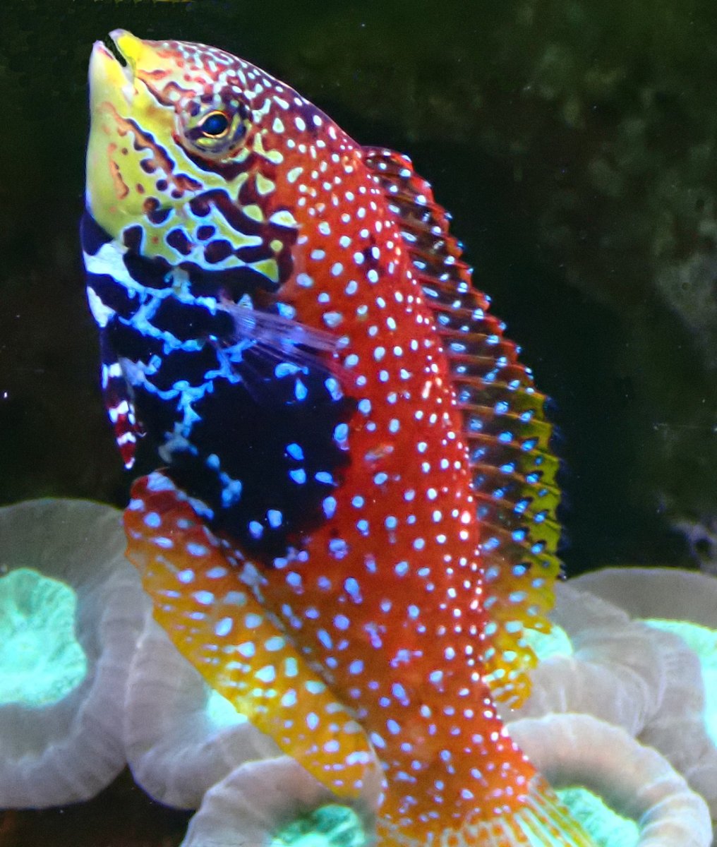 wrasse1.jpg
