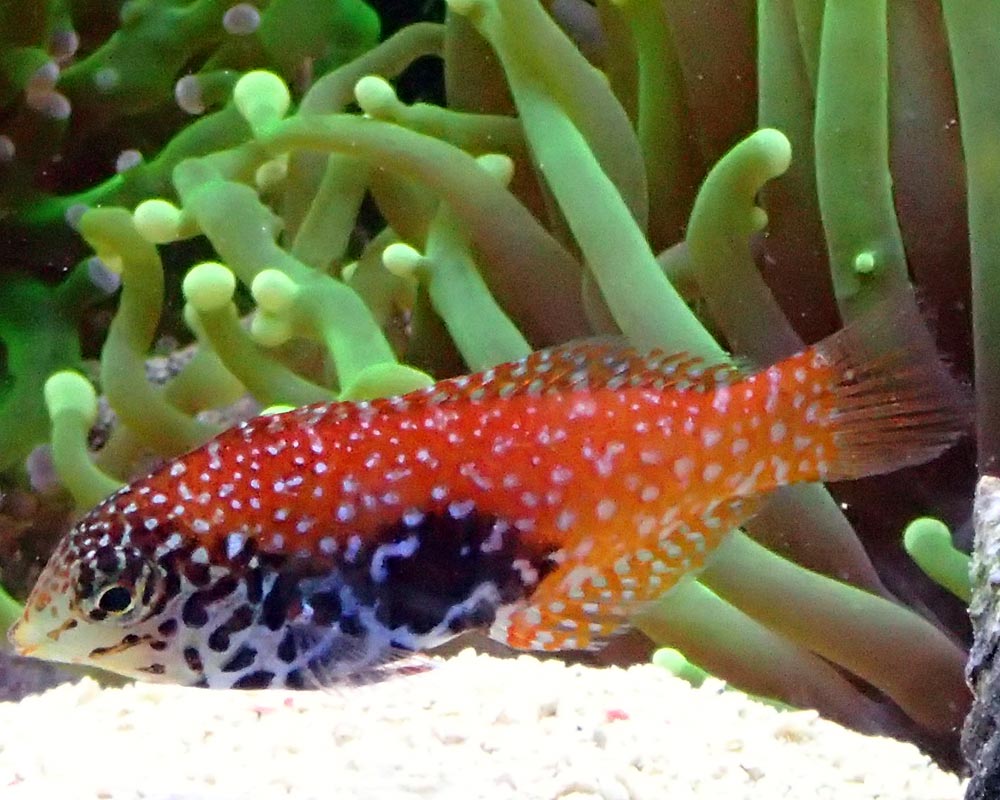 wrasse1.jpg