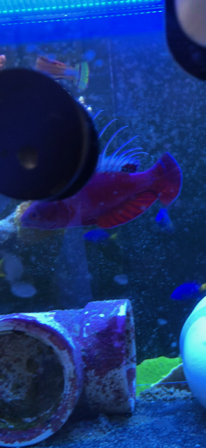 wrasse1.png