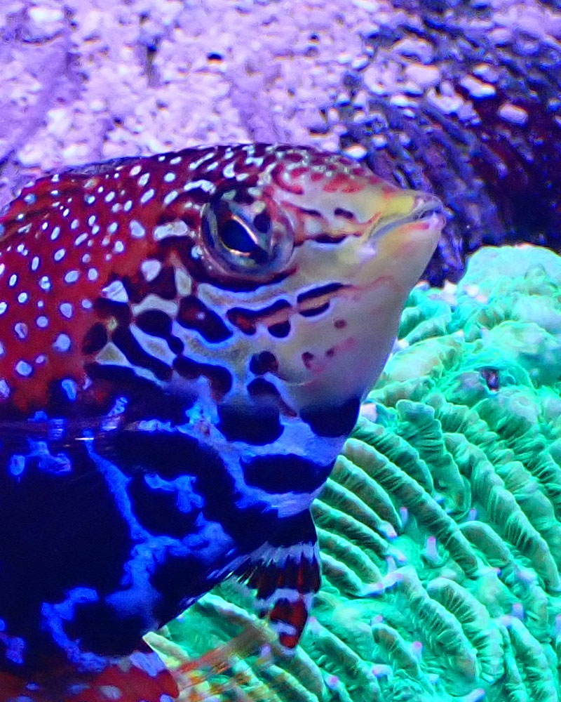 wrasse2.jpg