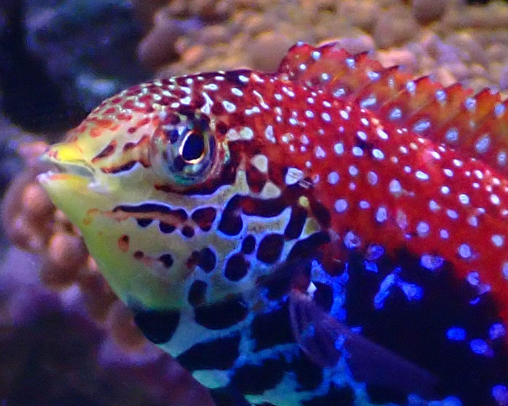wrasse2.jpg
