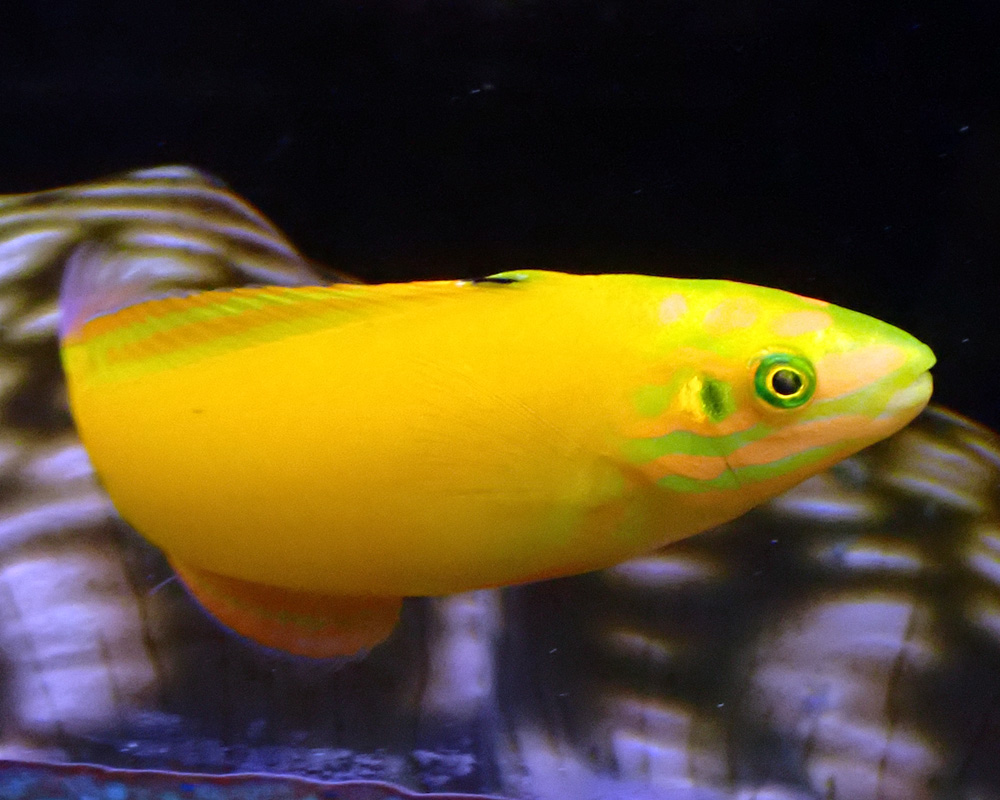 wrasse2.jpg