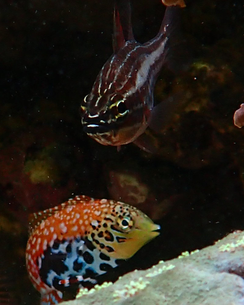 wrasse2.jpg