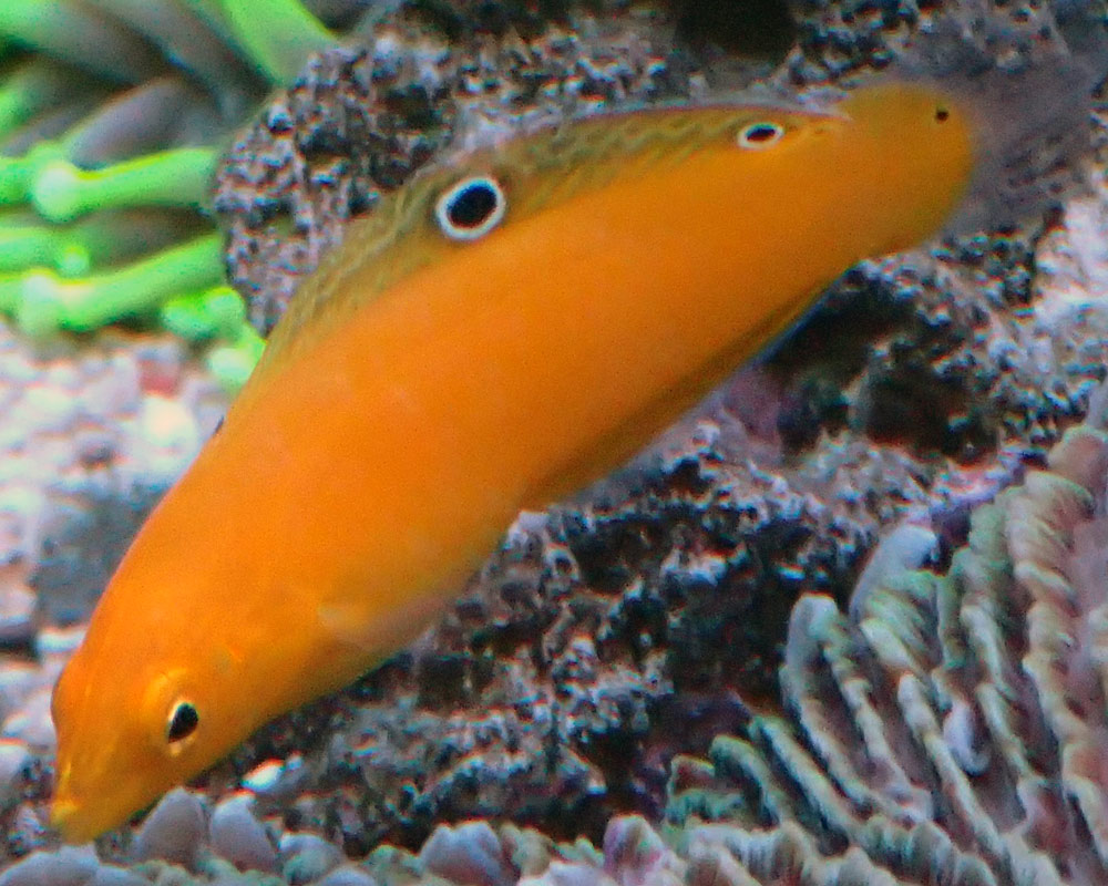 wrasse2.jpg