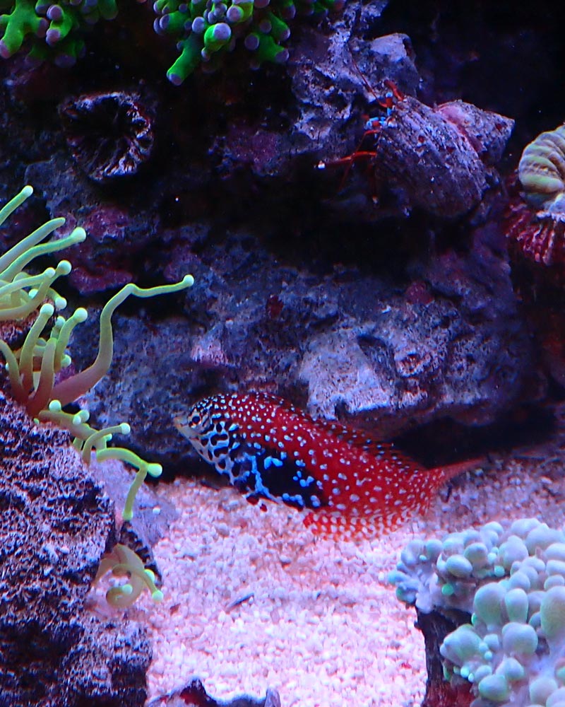 wrasse2.jpg