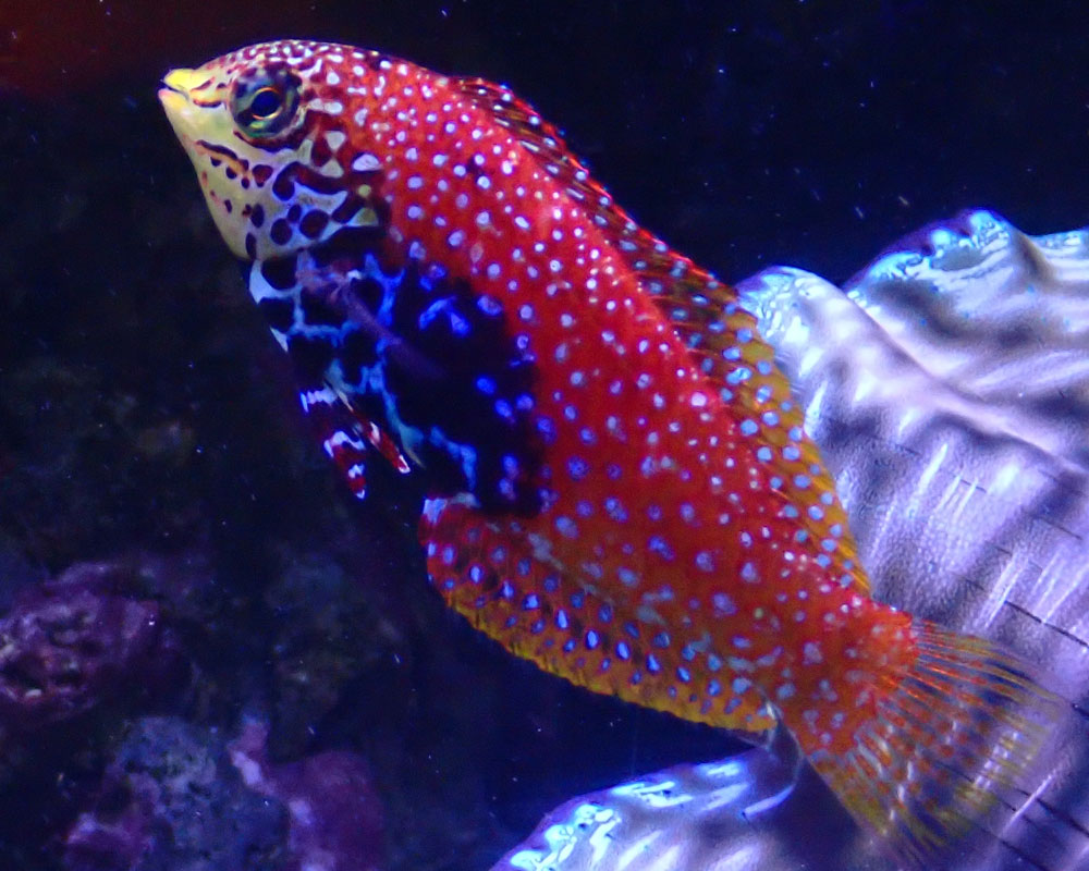 wrasse3.jpg