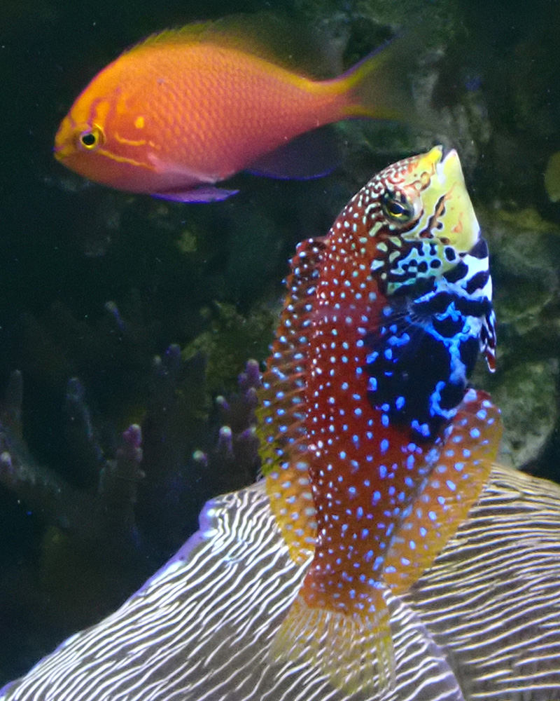 wrasse3.jpg