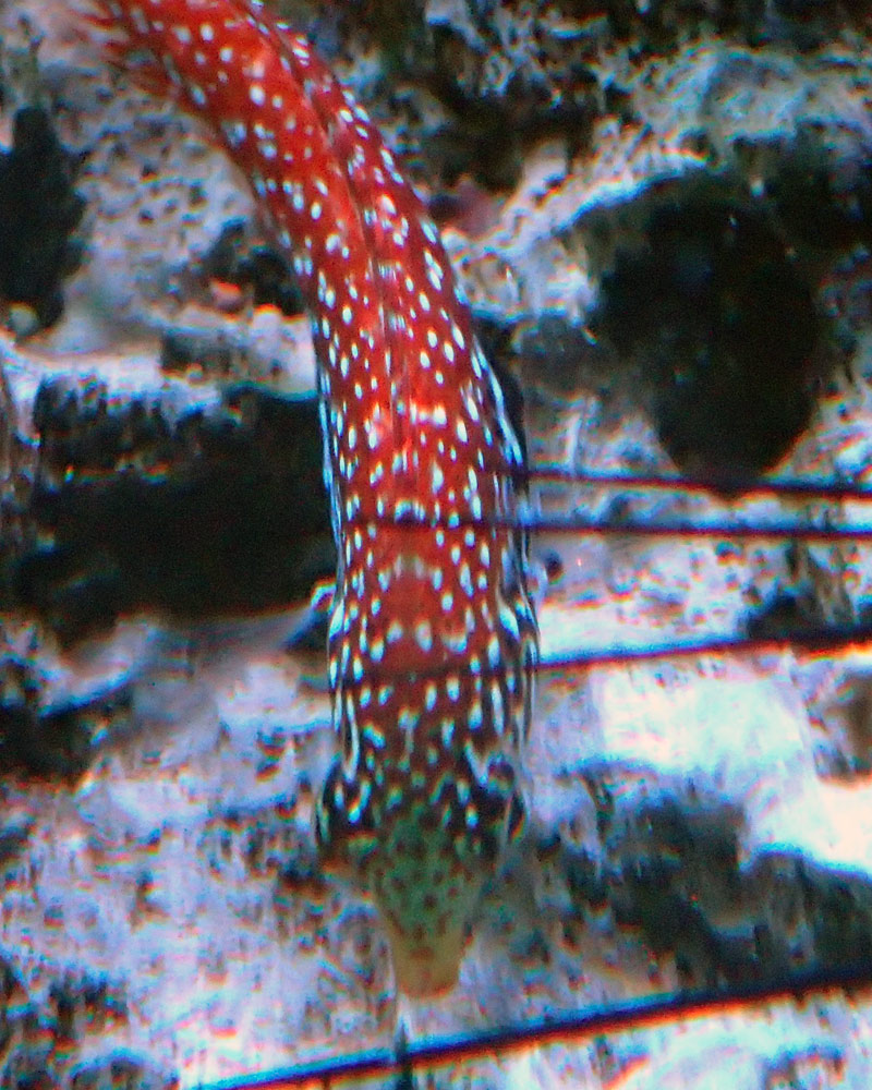 wrasse3.jpg