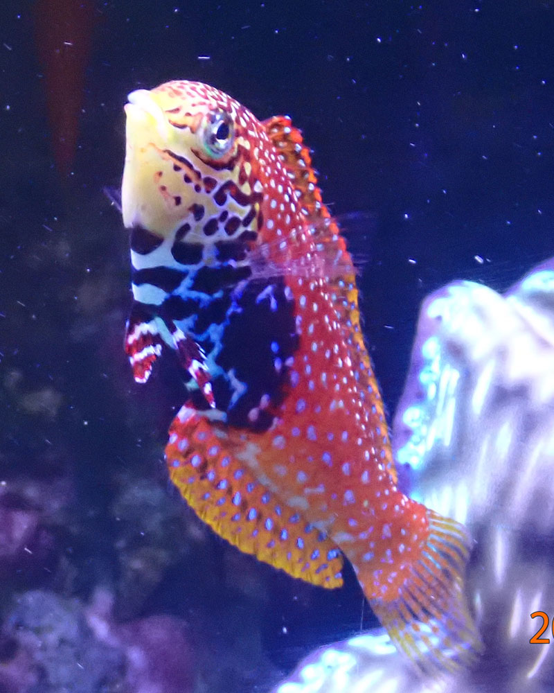 wrasse4.jpg