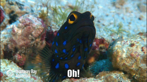 Wtr2r23.gif