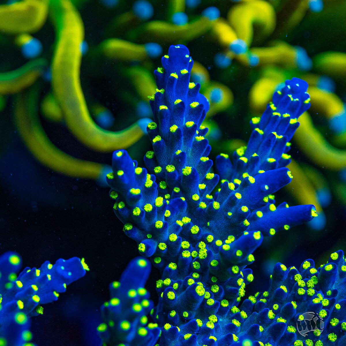 WWC-Blueberry-Fields-Acropora-9987-MC-sm.jpg