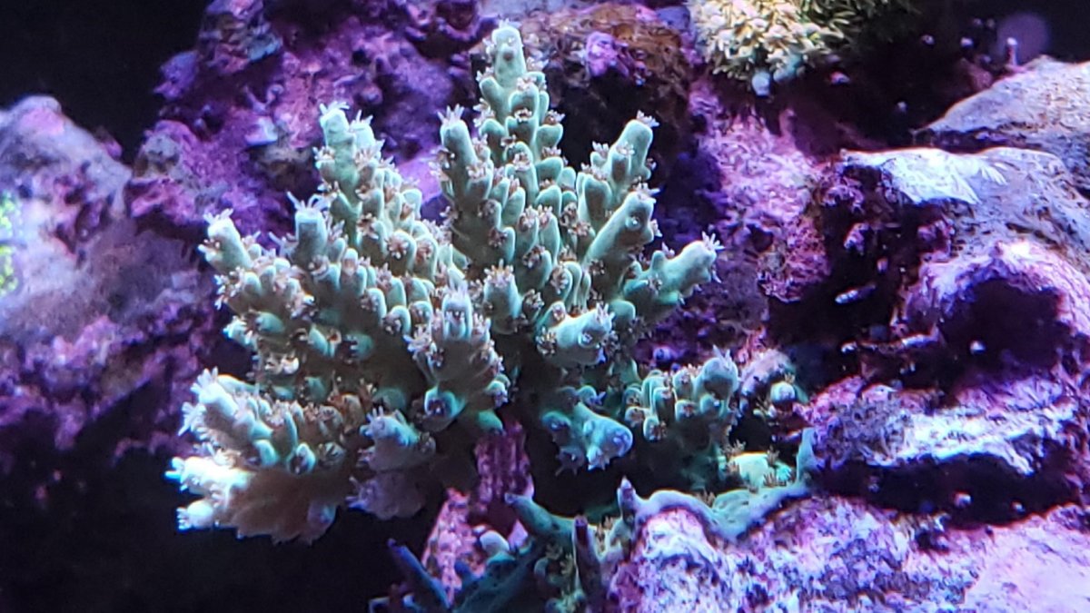 WWC Coral.jpg