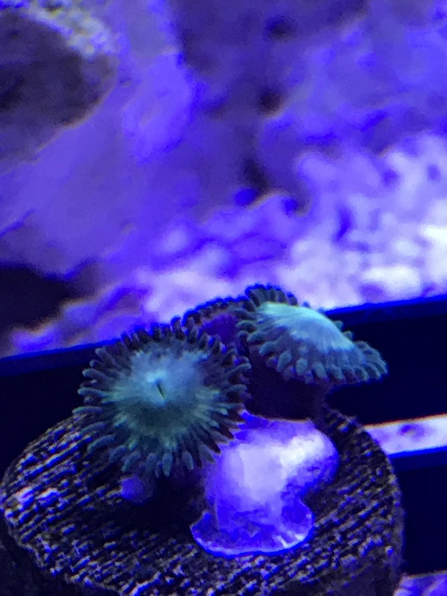 WWC Firefly Zoanthids.jpg