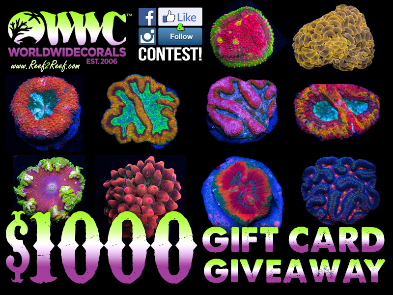 WWC Giveaway2.jpg