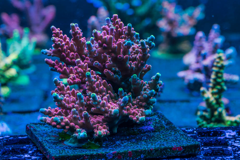 My Coral Collection - photo intense! | Page 4 | REEF2REEF Saltwater and ...
