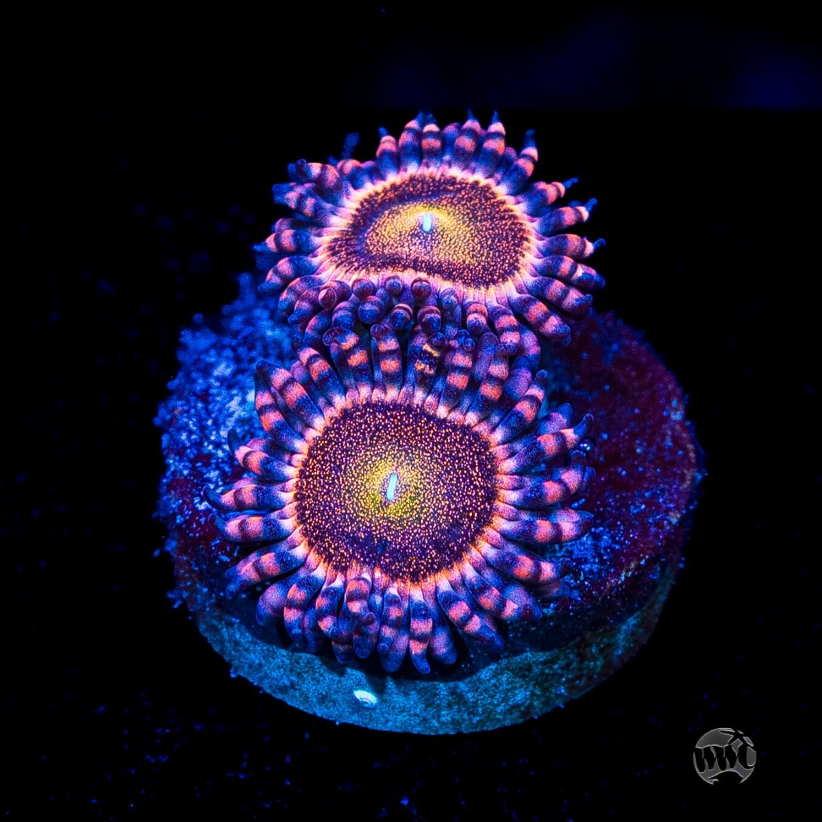 wwc-mohawk-zoanthids-si.jpg