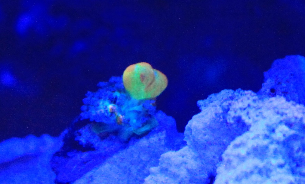 WWC OG Bounce Mushroom Frag Matt Geldof 120 gallon reef aquarium.jpg