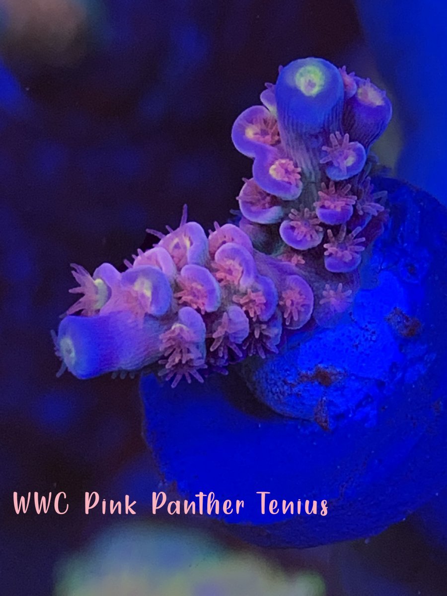 WWC Pink Panther Tenius.jpg