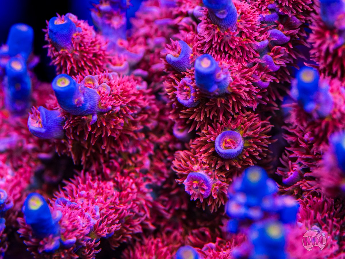 WWC-Sex-Panther-Tenuis-Acropora-9581-MC-sm.jpg