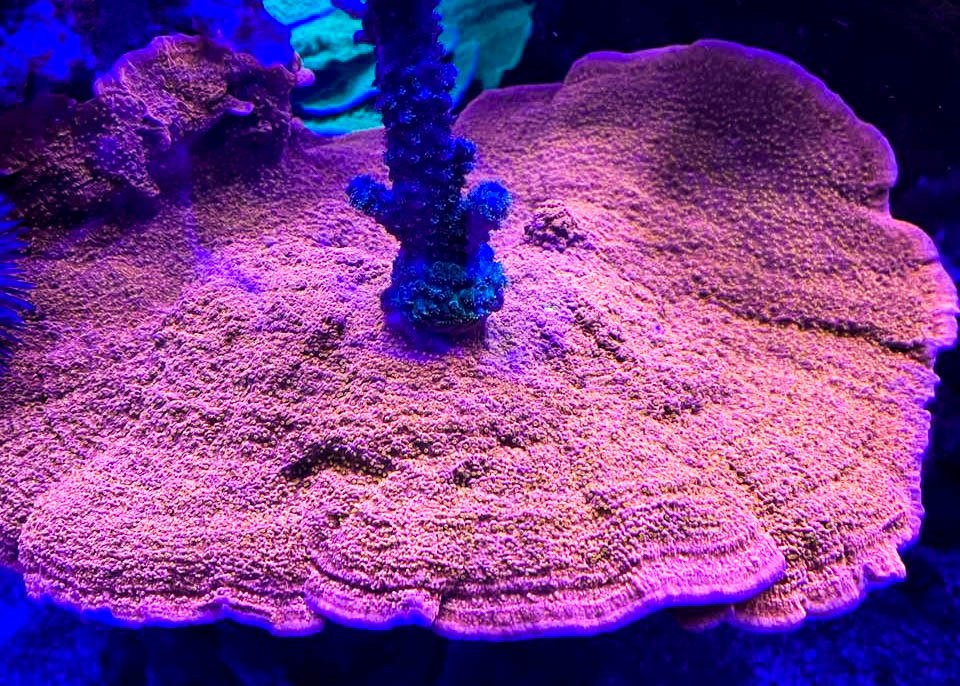 Monster Build - Miracles Do Happen! Bill's (Sawcjack00/Epic Aquaculture ...