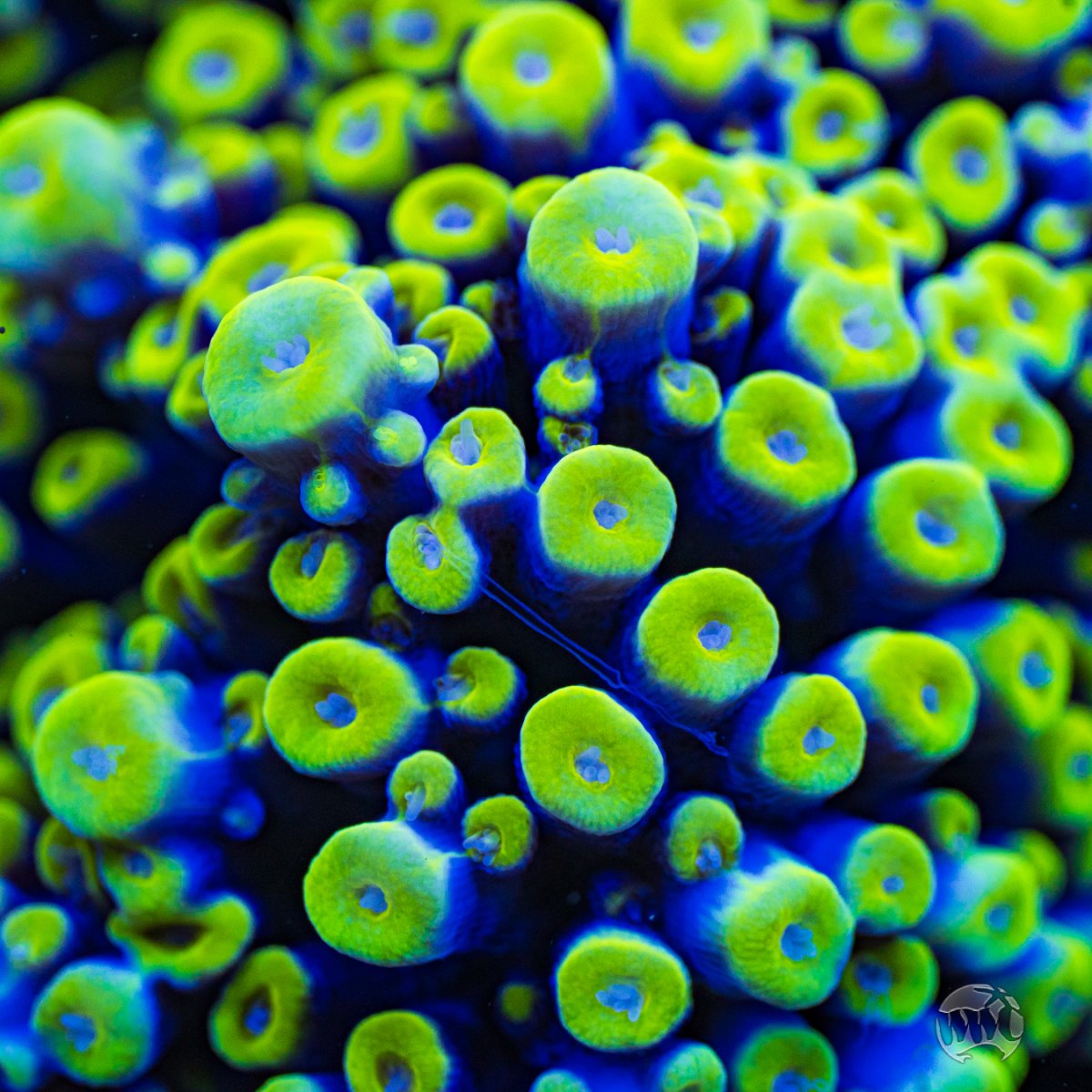 WWC-Supreme-Stag-Acropora-9766-MC-sm.jpg
