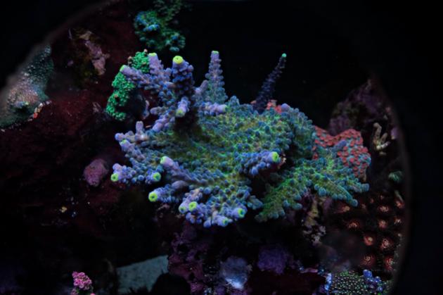 wwc yellow tips.jpg