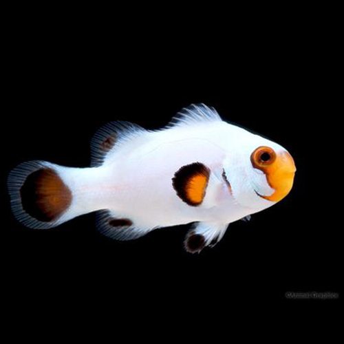 wyoming white clownfish.jpg