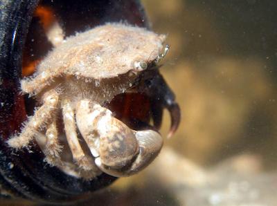 Xanthid crab.jpeg