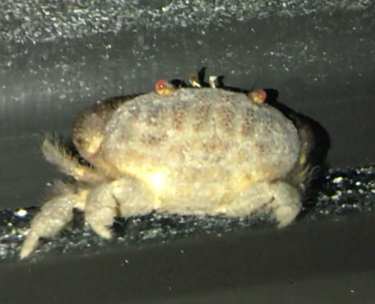 Xanthid crab2.jpeg