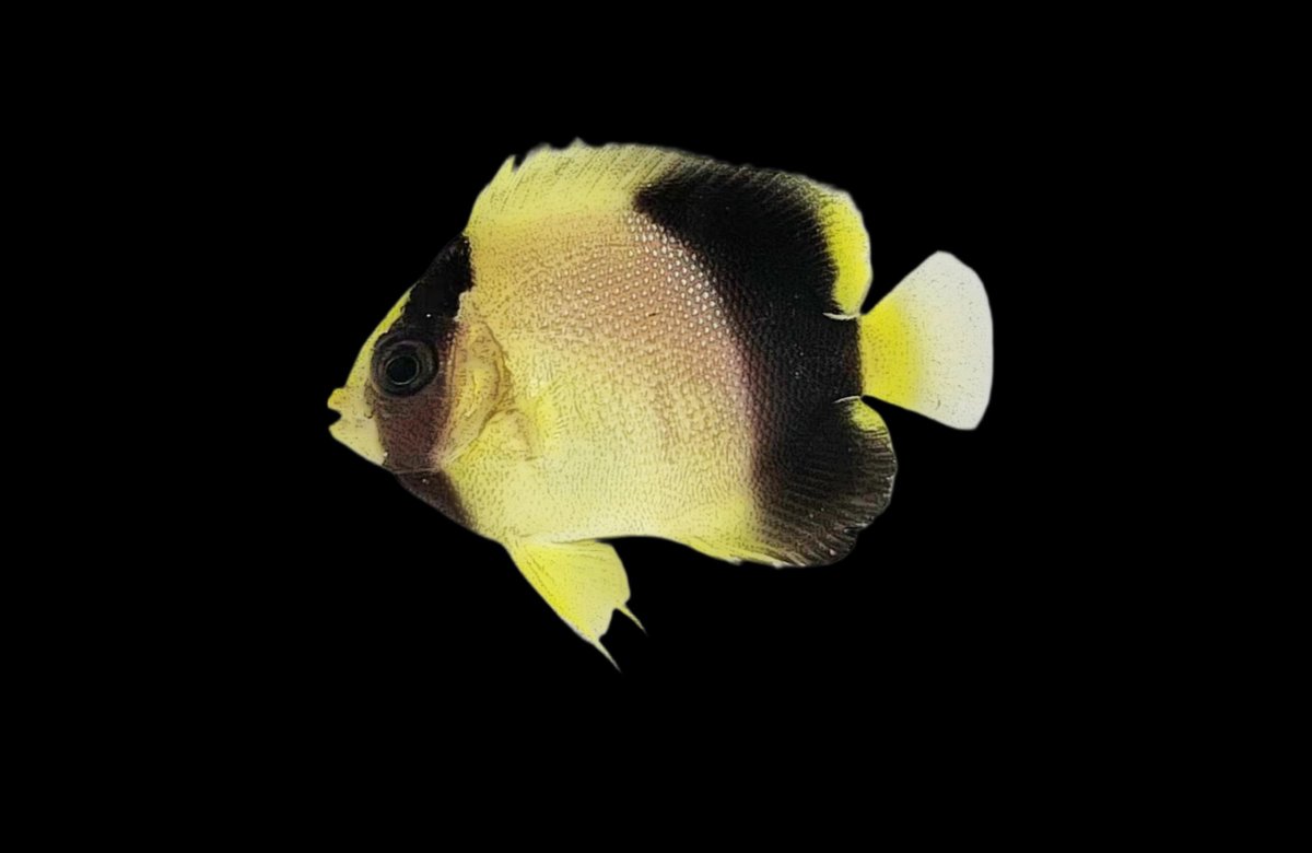Xanthotis2 (2).jpg