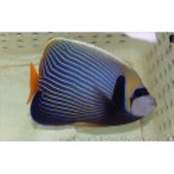 -xi-orange-tail-emperor-angelfish-7-[2].jpg