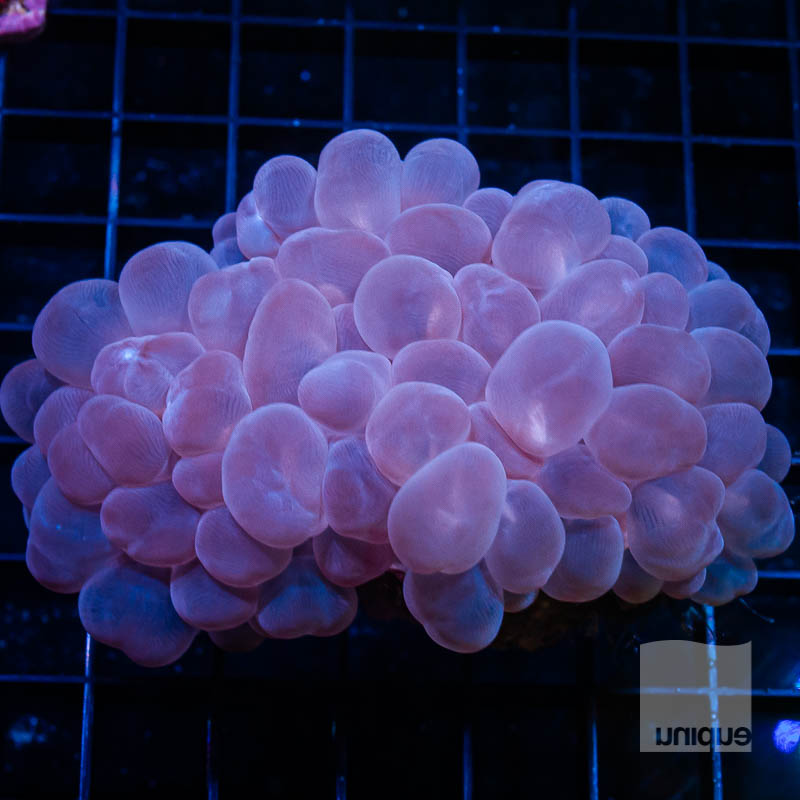 Xl Purple Bubble 229 172.jpg