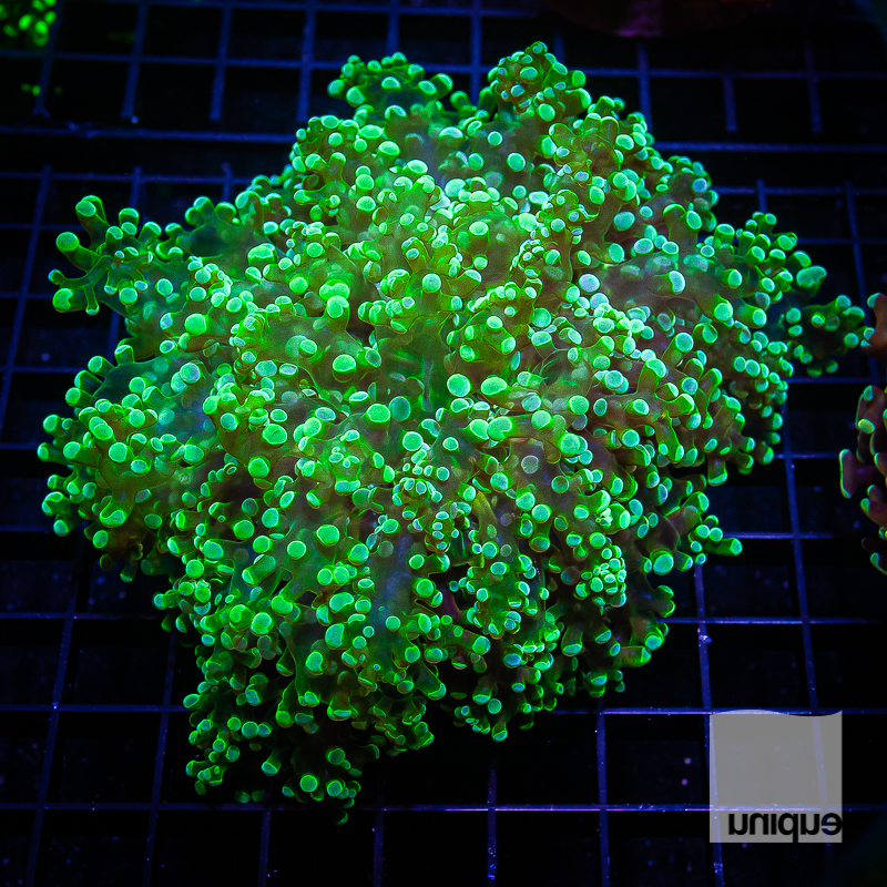 XLg Green Frogspawn 249 189.jpg