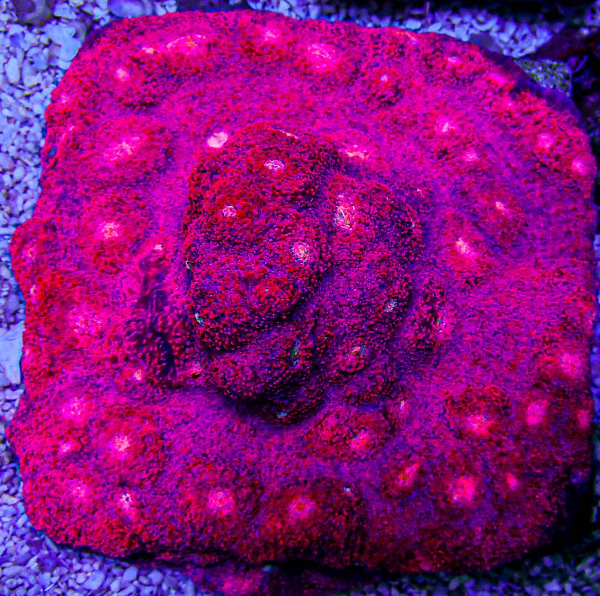 XLG Pink ******* Chalice Colony -261.JPG