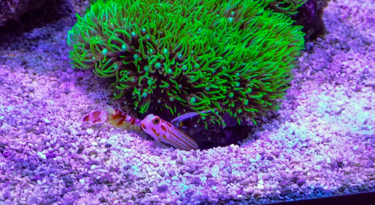 Yasha-shrimp (1 of 1).jpg