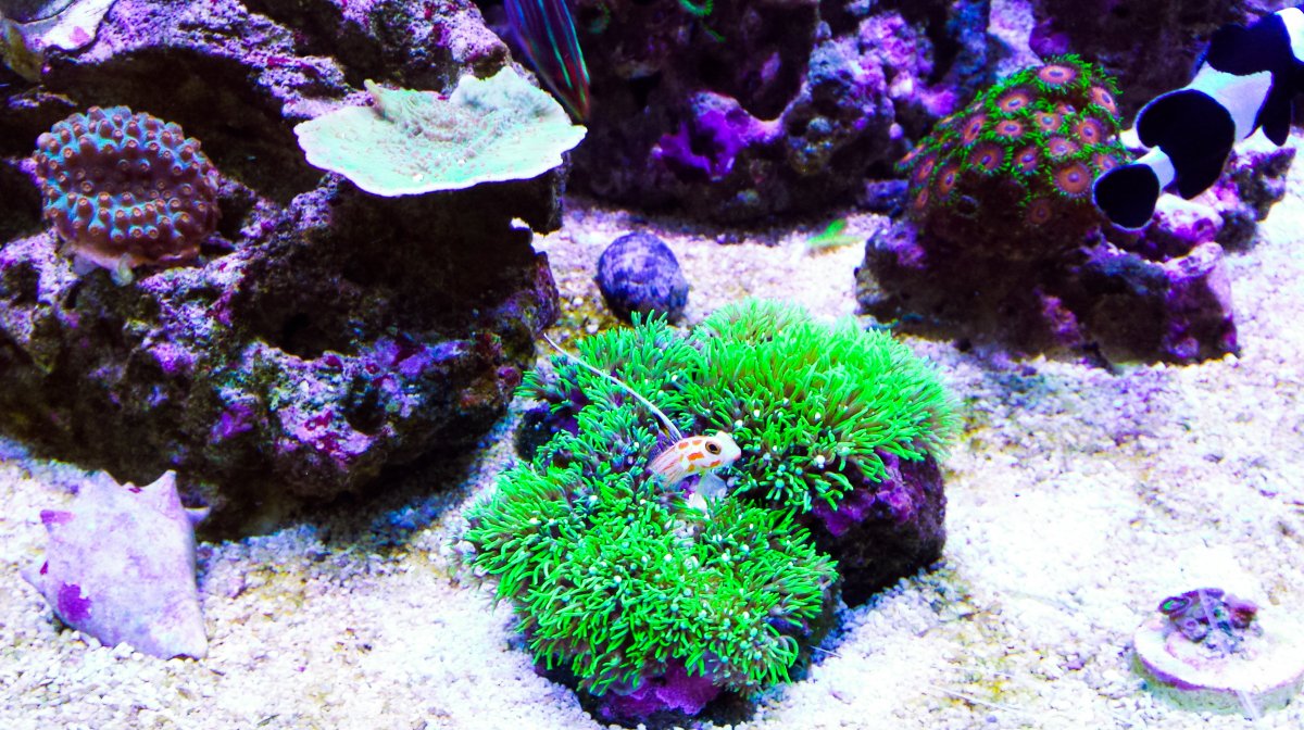 Yasha's goby hideout_edited.jpg