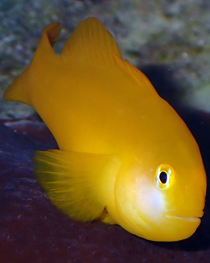yellow-2.jpg