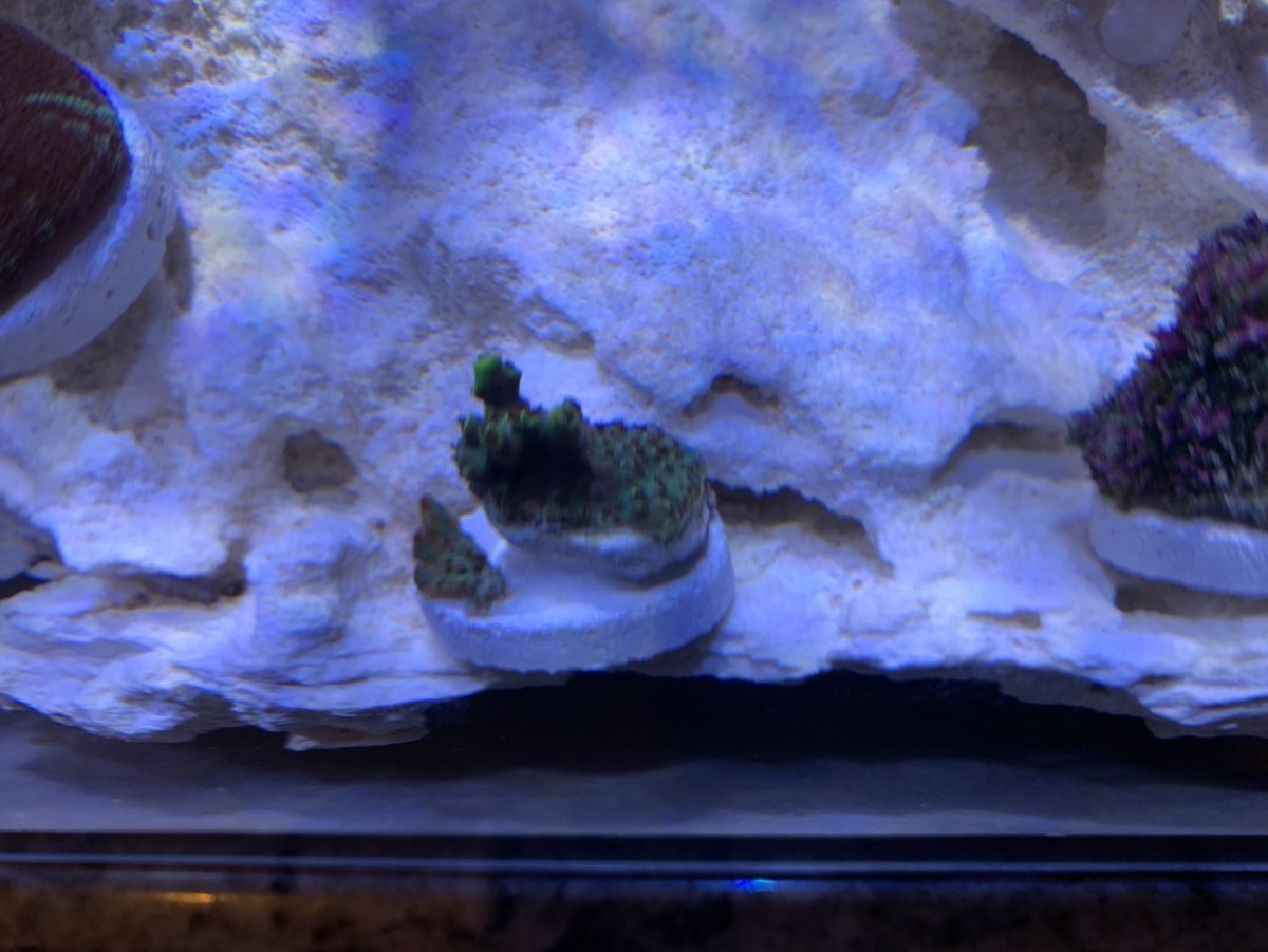 Yellow acro.jpg